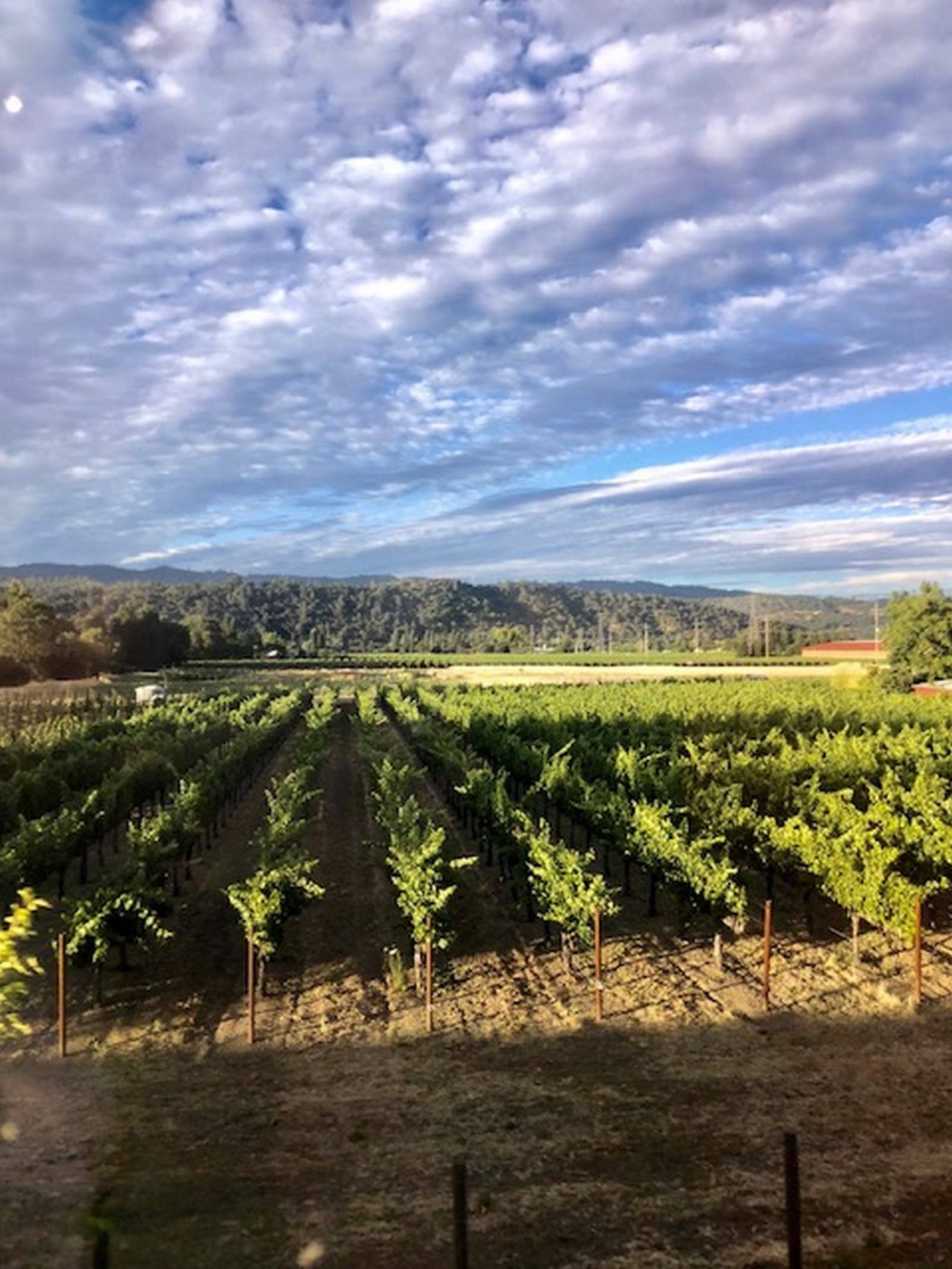 Napa Valley Tours with a Local Guide - Napa Valley Tip